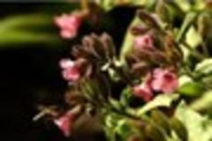 perfumed and tactile plants interest anita chisnell